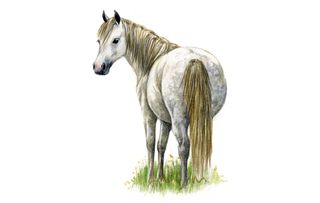 Welsh Pony