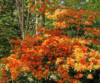 Flame azalea with bright orange blooms in a forest