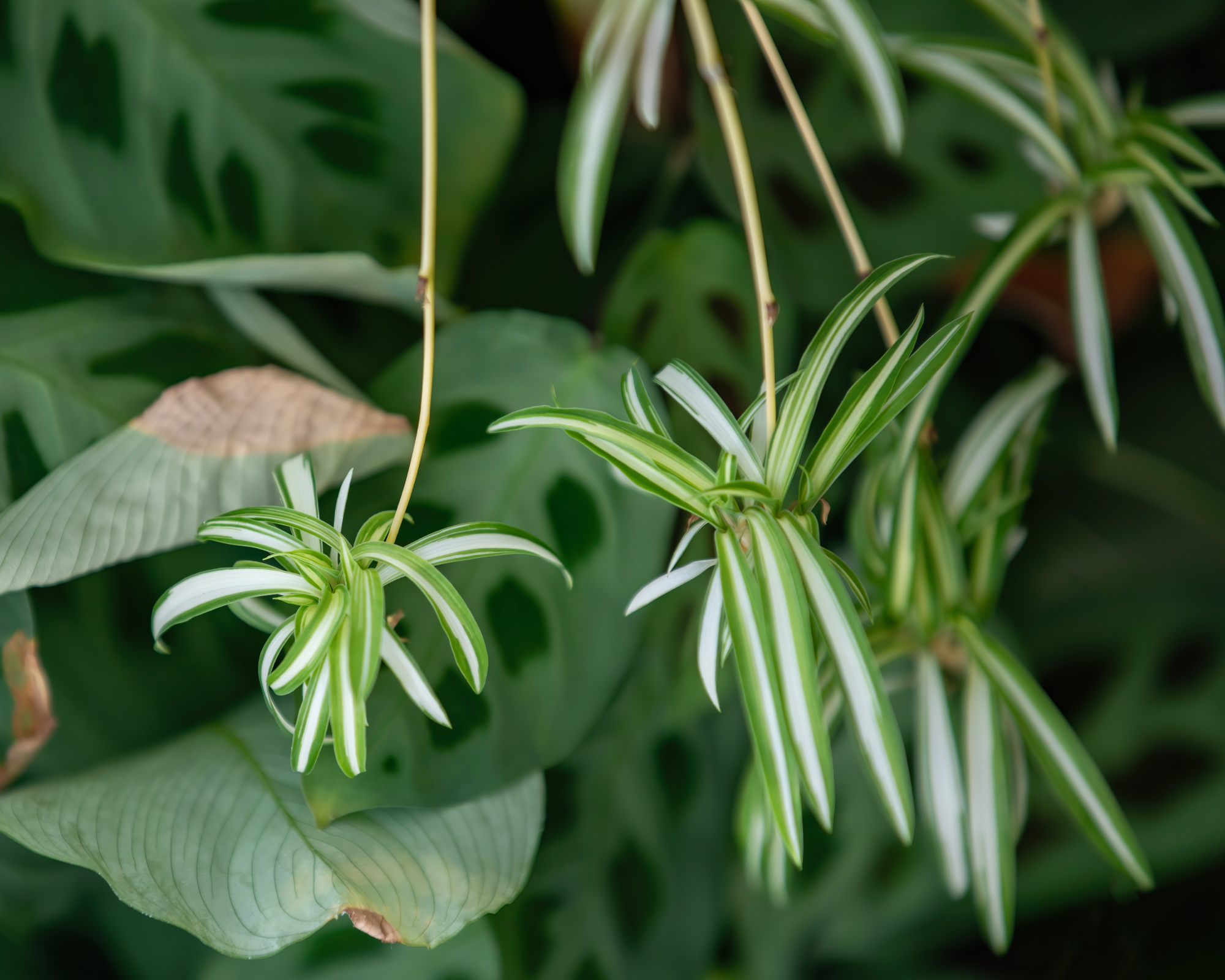 spider plant babies hanging in front of other houseplants