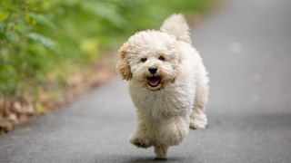 Maltipoo, a fluffy cream dog running down the road