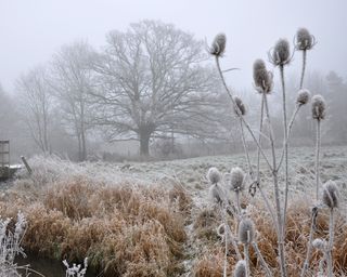 grasses, seedheads and trees covered in frost