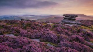 Vibrant purple heather covers rolling hills at sunrise, with layered rock formations in the foreground and misty, soft-lit skies creating a serene atmosphere
