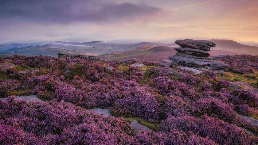 Vibrant purple heather covers rolling hills at sunrise, with layered rock formations in the foreground and misty, soft-lit skies creating a serene atmosphere