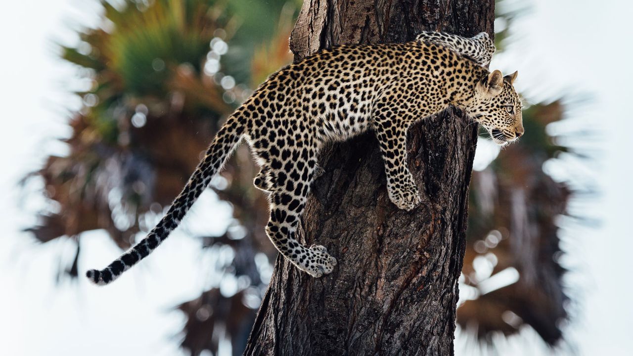Leopard in Katavi National Park, Tanzania