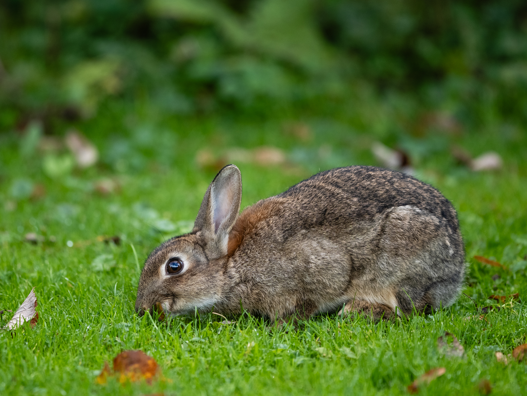 Photo of a rabbit taken with the Panasonic Leica DG Elmarit 200mm f/2.8 POWER O.I.S.