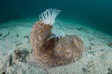 A common, large sea cucumber (Bohadschia argus). 