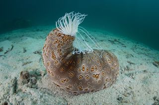 A common, large sea cucumber (Bohadschia argus). 