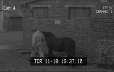 World-Horse-Welfare-slaughter.jpg