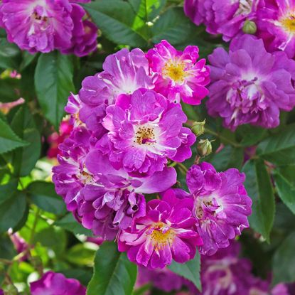 Veilchenblau climbing rose