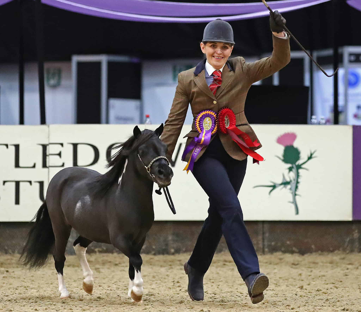 HOYS miniature horse of the year