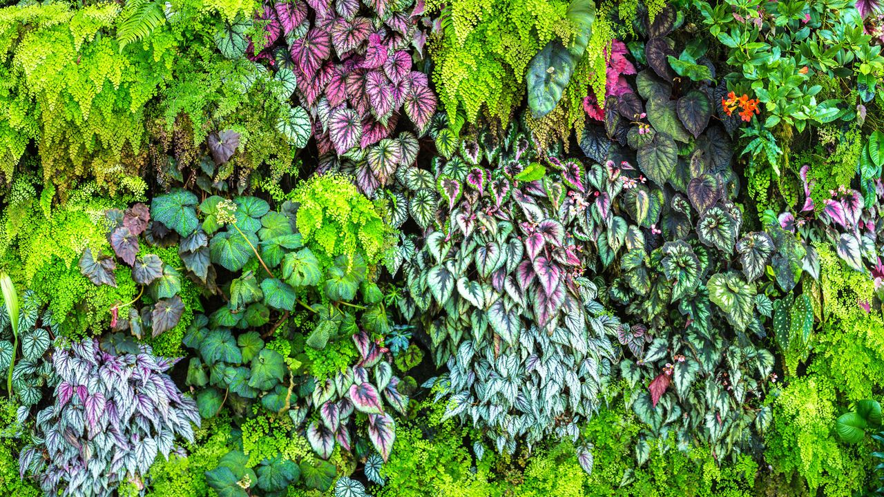 vertical gardening display of ornamental plants