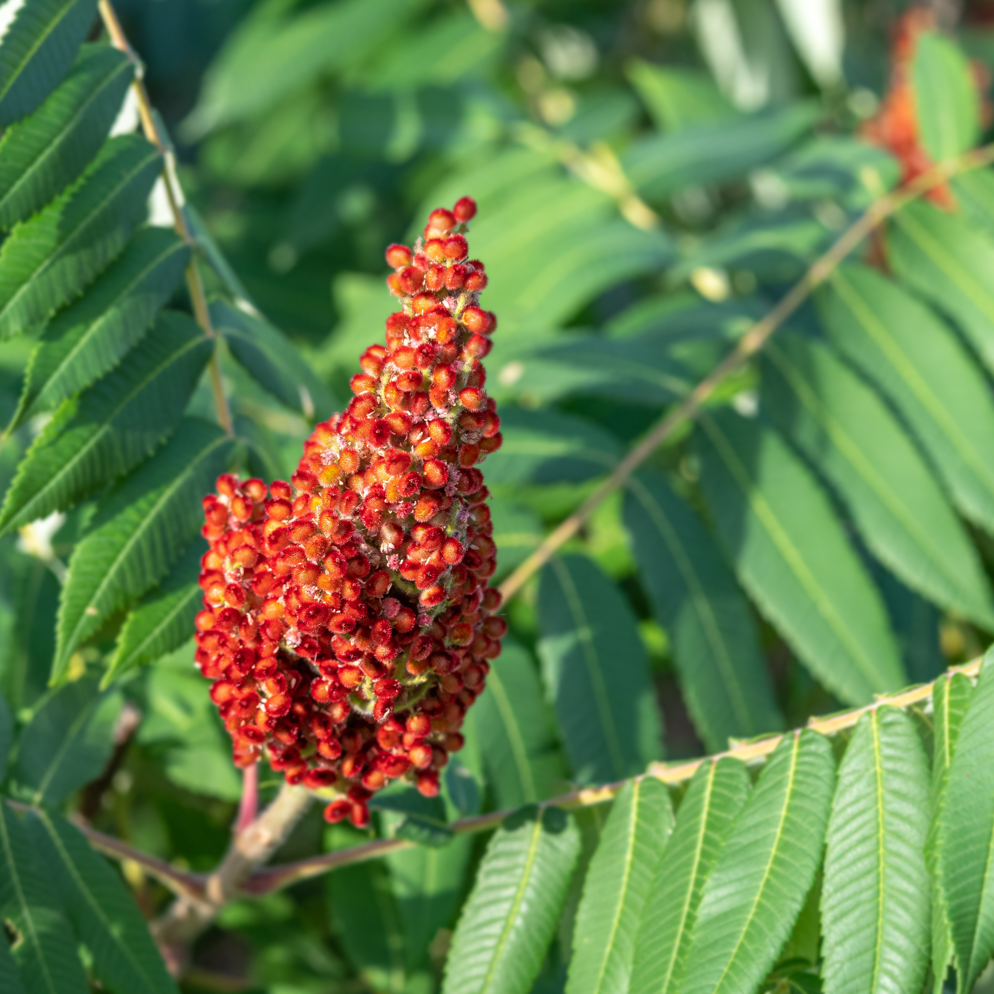 Sumac tree - Roberto Machado Noa - GettyImages-1257048560