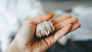 Woman holding dog's paw