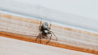 Close-up of a Walnut Weave Spider on a wooden windowsill