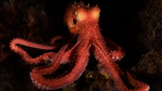 A red octopus glows in pitch black ocean water.