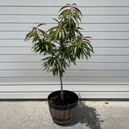 Bonfire Patio Peach Tree