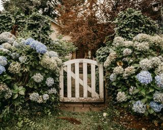 A vintage white wooden garden gate surrounded by blue hydrangeas.