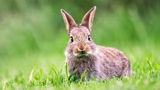 Brown rabbit eating grass