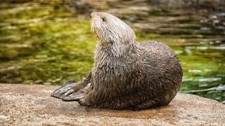 Otter sitting on a rock