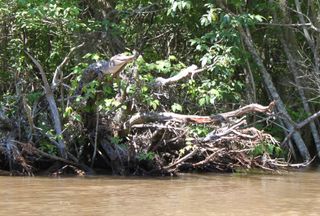 alligator basking in a tree
