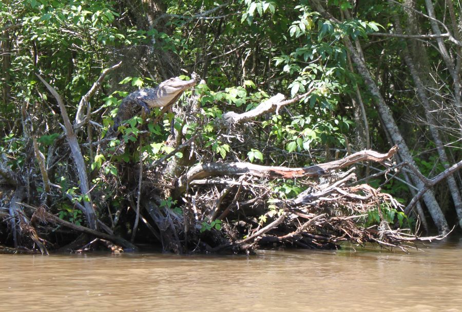 Crikey! Crocodiles Can Climb Trees | Live Science