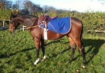 Tobey-Coles-yearling.JPG