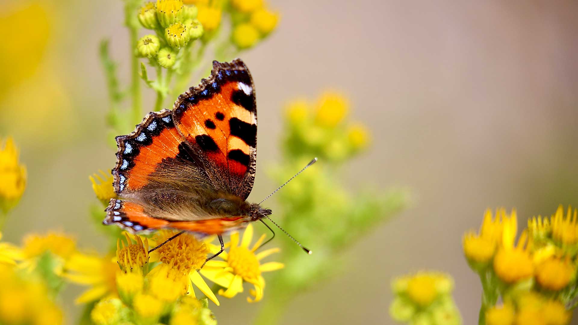 small tortoiseshell butterfly on yellow flowers