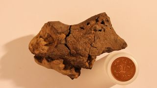 dinosaur-brain-fossil