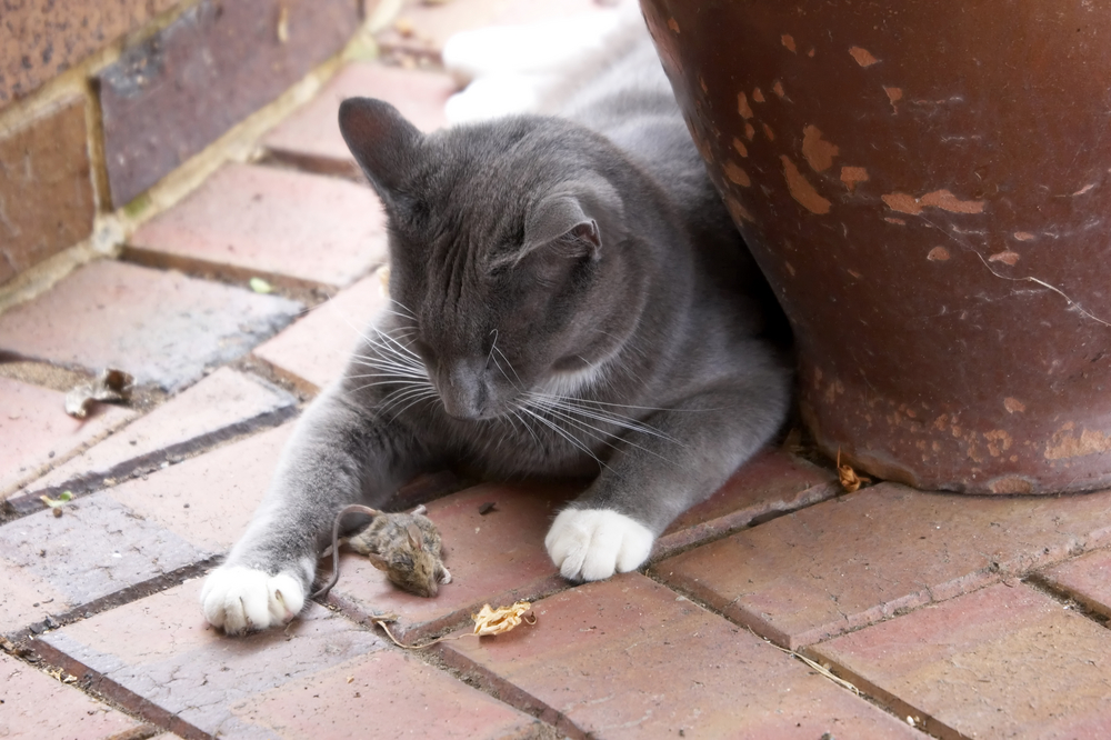 black cat eating mouse