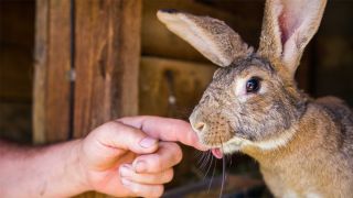 How to care for rescue rabbits