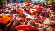 Fallen leaves on the ground in fall