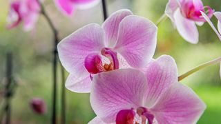 close-up of pink orchid flowers