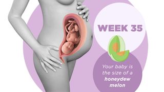 Pregnancy week by week 35