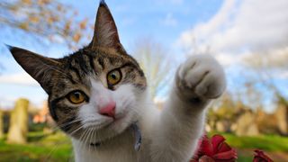 Tabby cat raises its paw to camera 