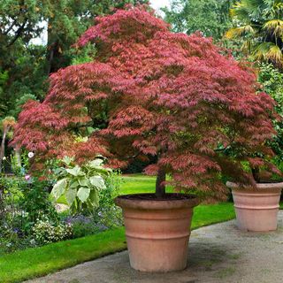 A tall Japanese maple tree