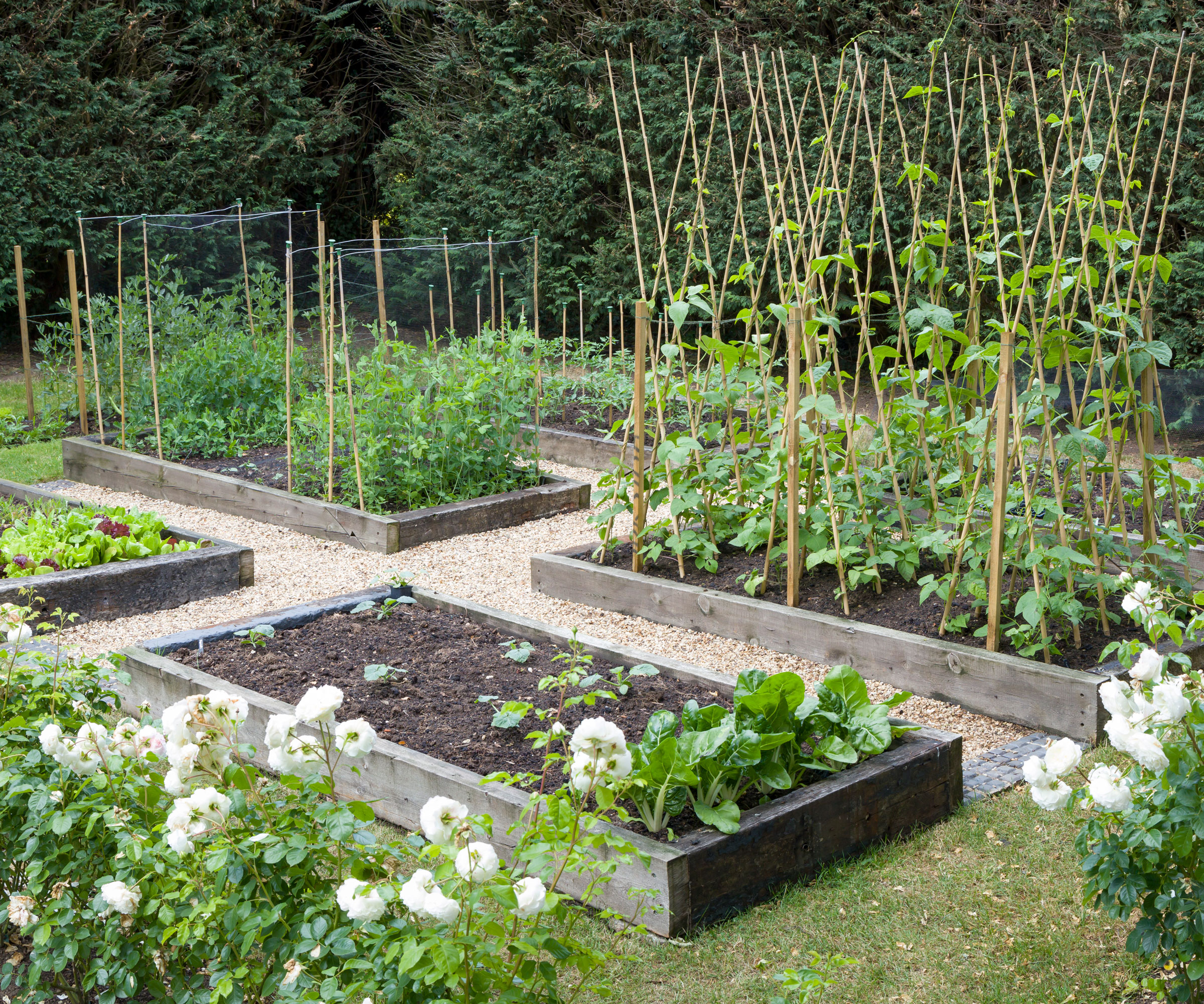 vegetable garden with several raised beds growing different crops including climbing beans growing up bamboo canes