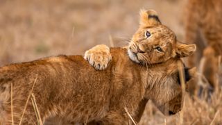 A lion cub hugs another lion.