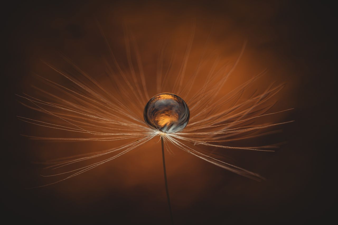 A sample image from the Laowa Asken series