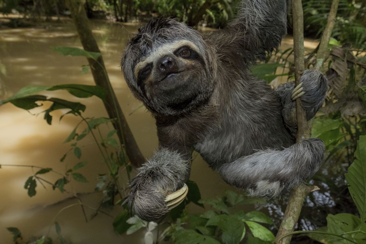 Explore the Amazon Rainforest with New Virtual-Reality Film | Live Science