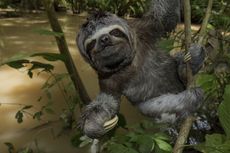 sloth-amazon-vr-film