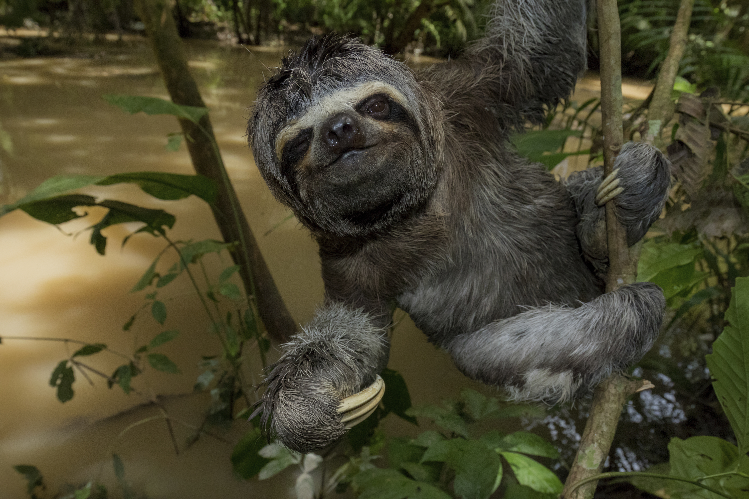 amazon rainforest sloth