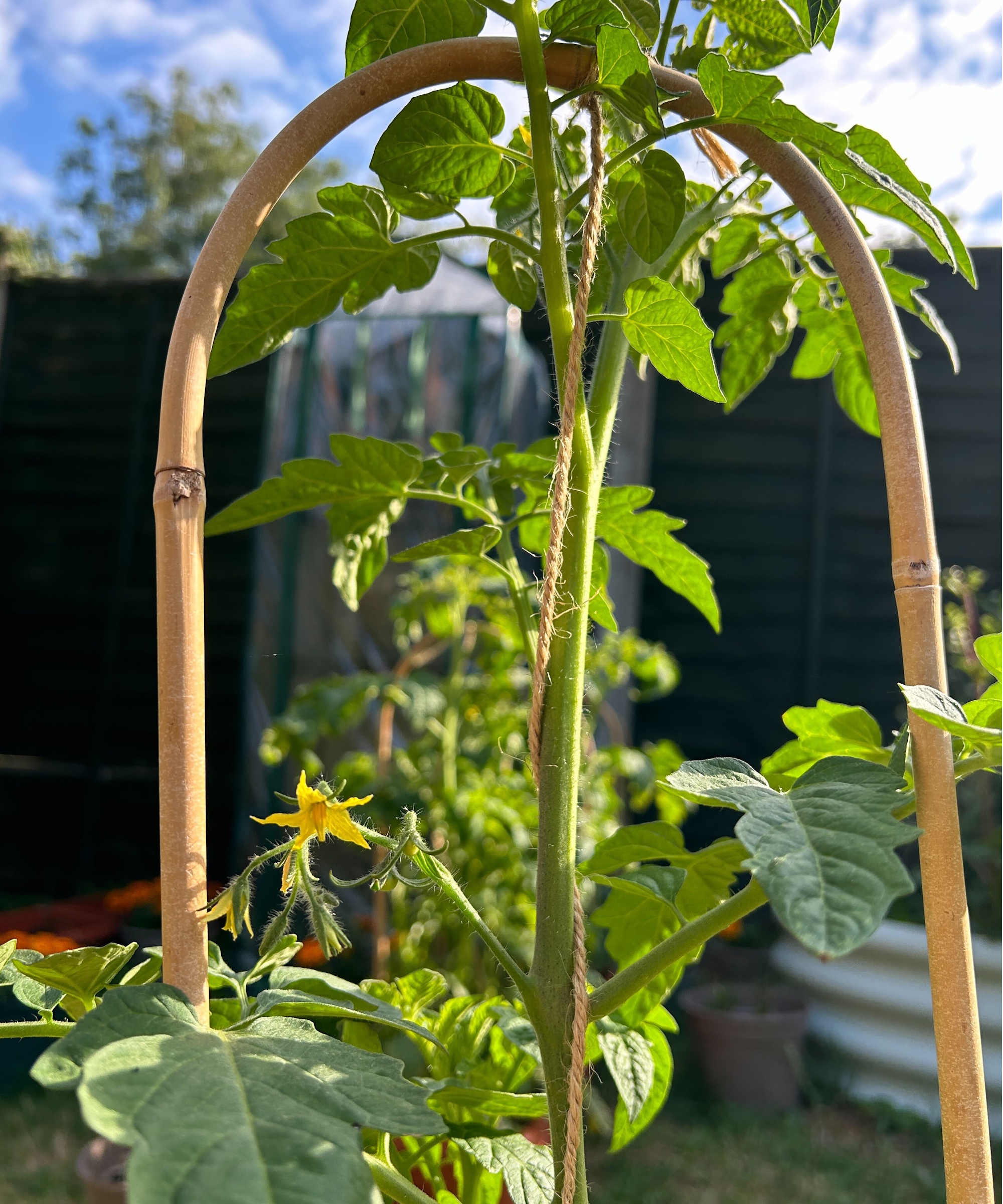 Tomato string method