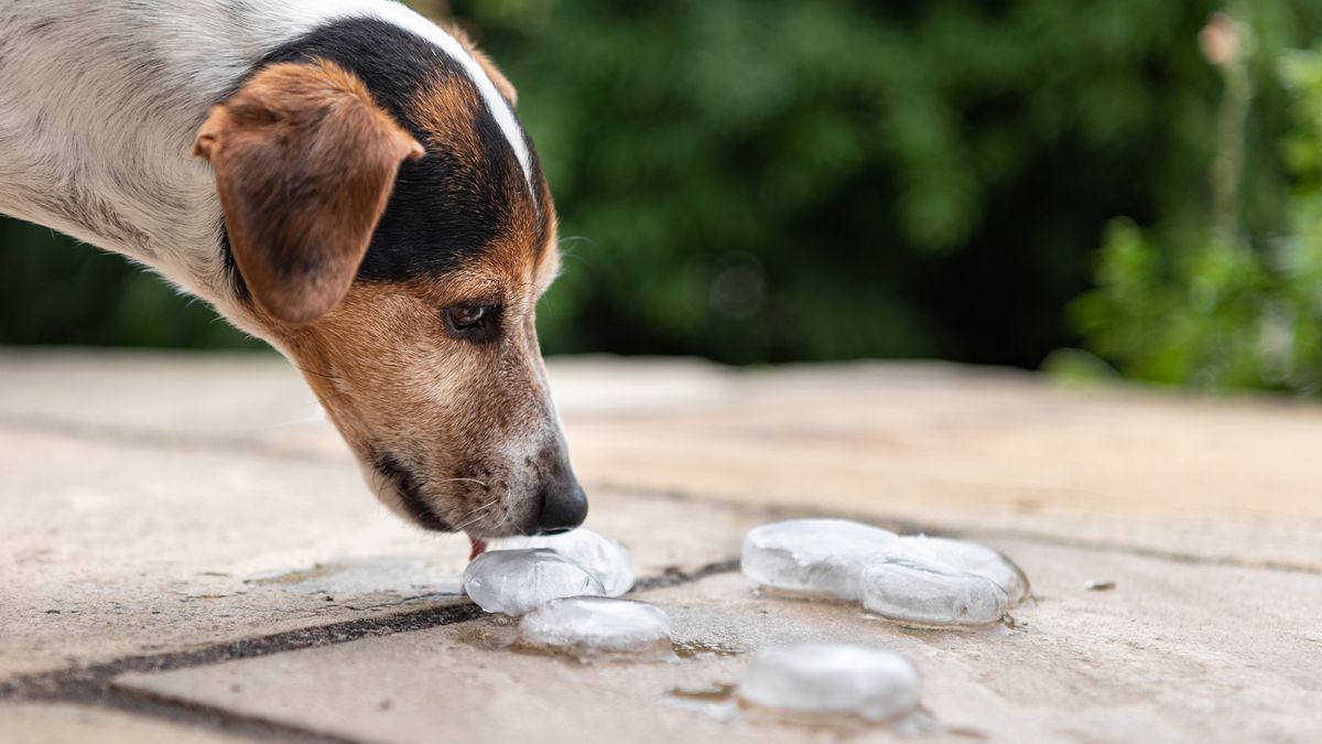 Jack Russell Terrier dog licking an ice cube