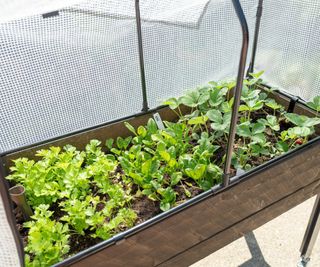 Plants in a self watering planter system