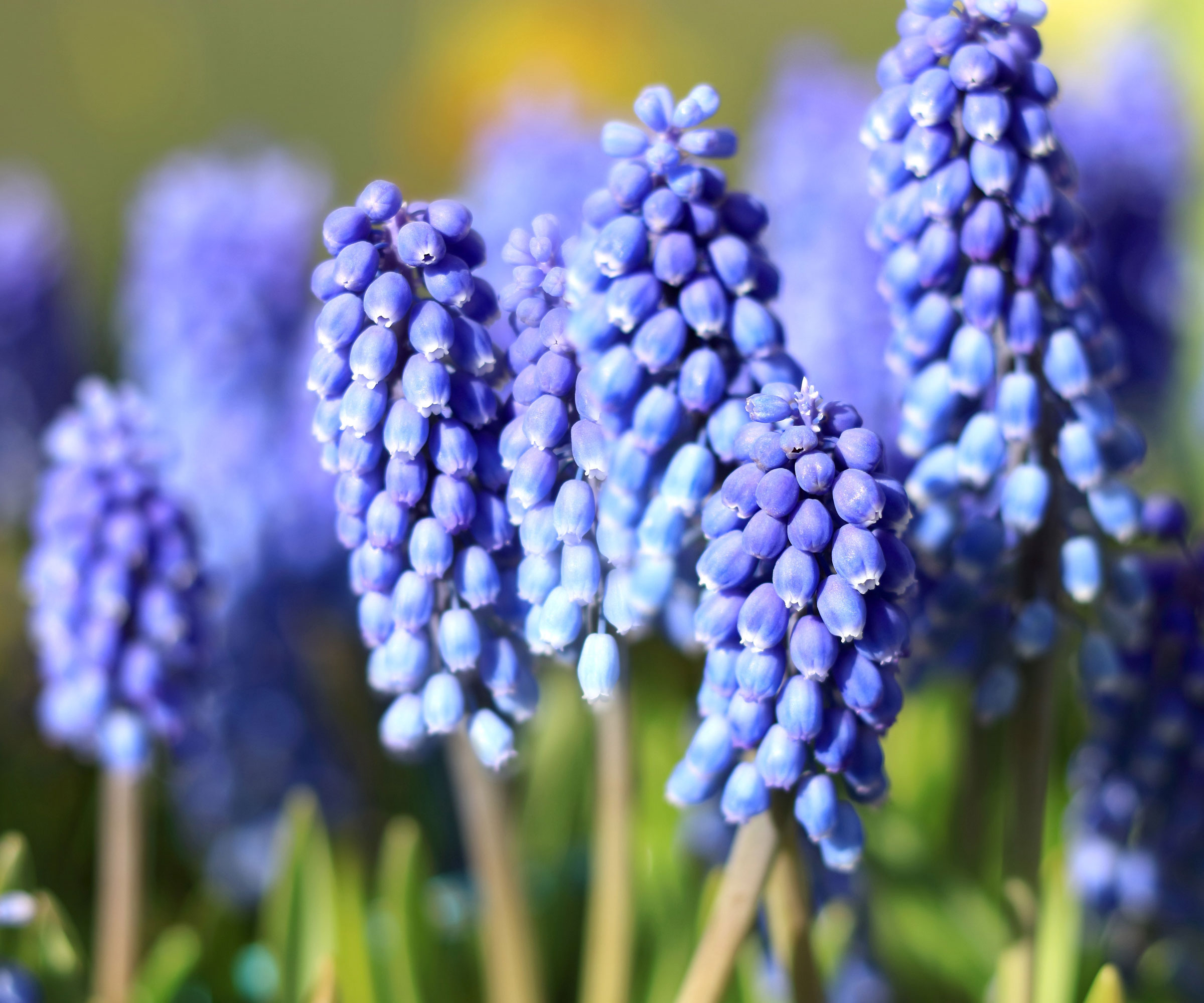 muscari plants showing blue flower heads