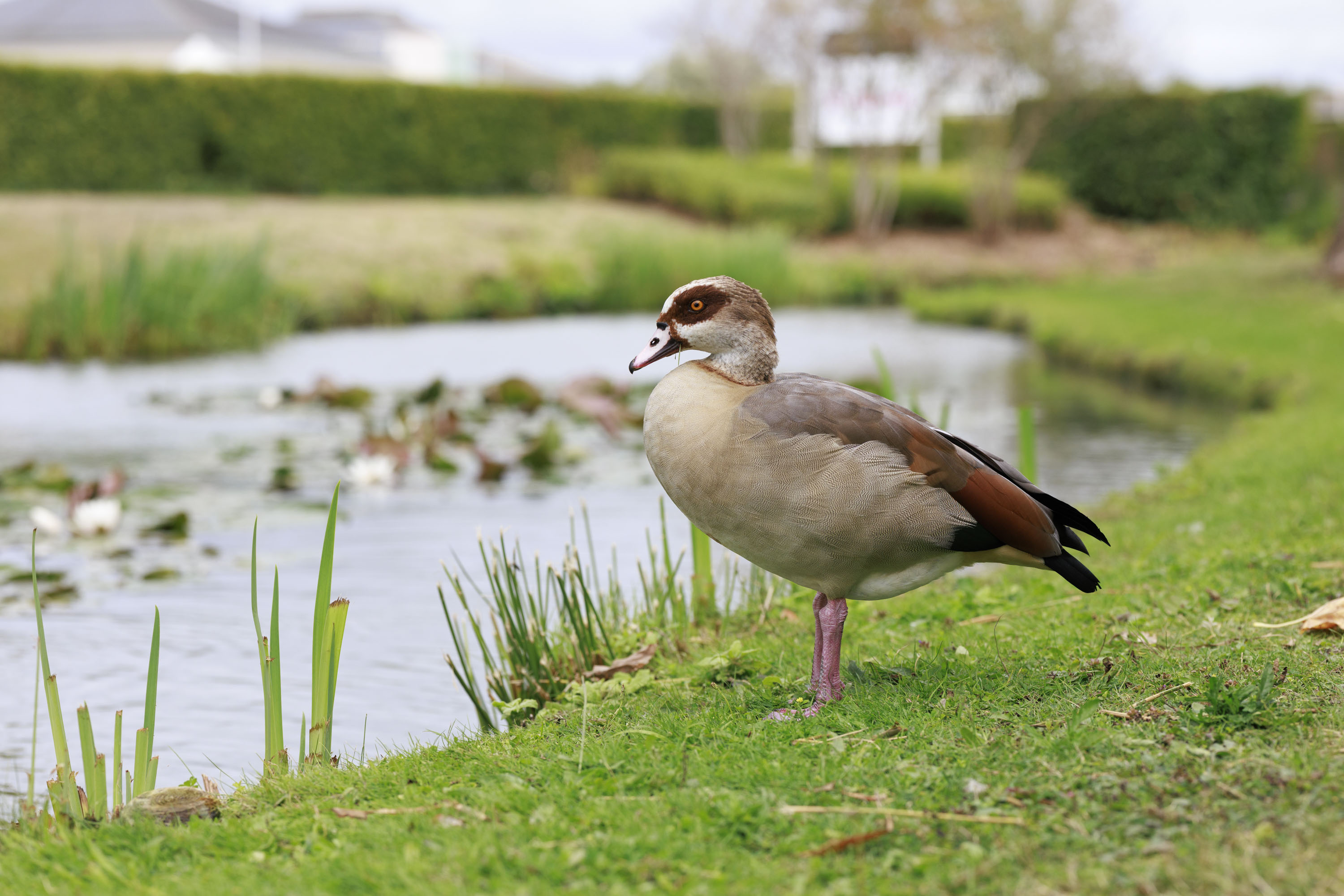 Goose alongside a river on a cloudy day, taken with the Canon RF 85mm F1.4L VCM lens