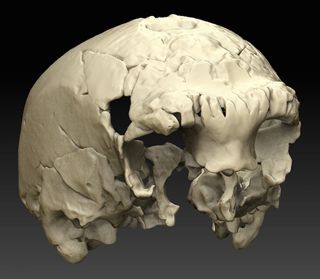A virtual reconstruction of the 400,000-year-old hominin skull