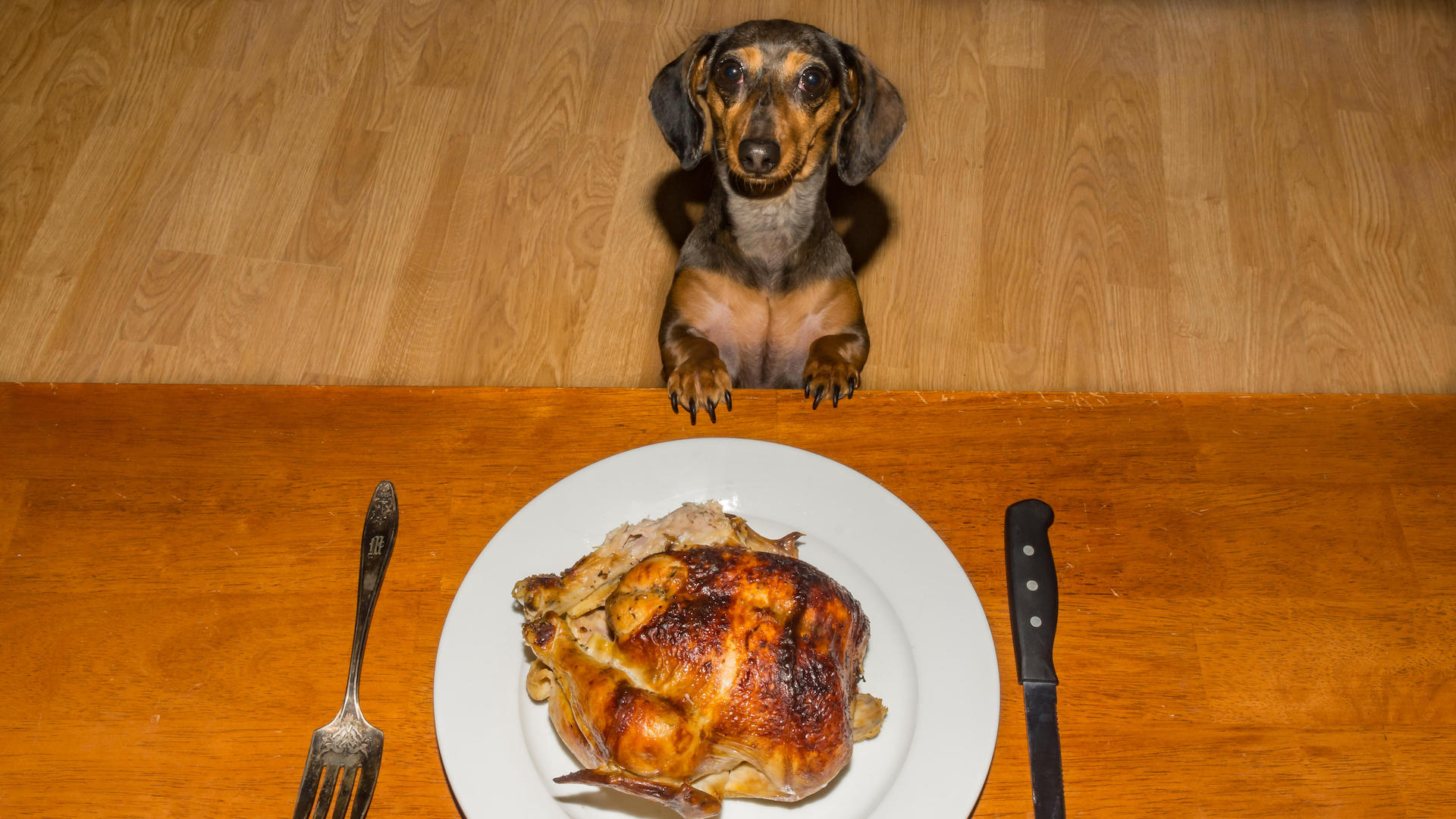 Dachshund puppy begging for meal