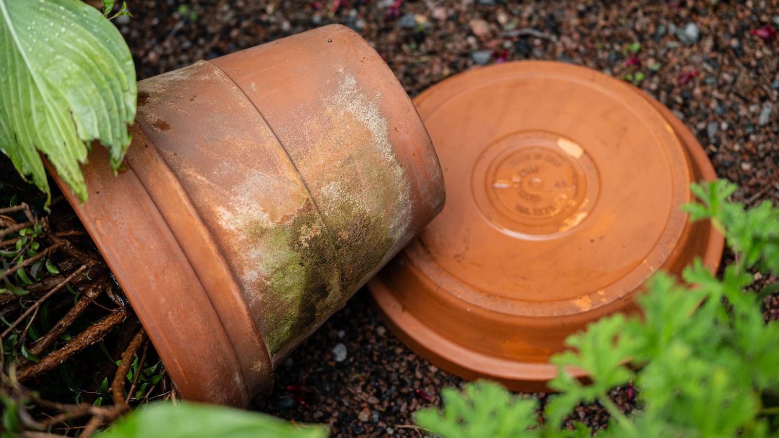 How to clean terracotta pots and keep them algae-free | Woman & Home