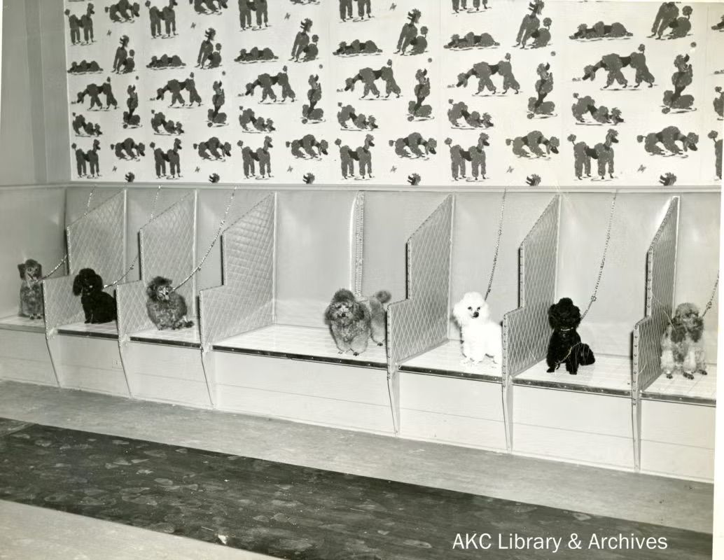 Vintage black-and-white photograph of toy poodles sitting in individual display stalls beneath patterned poodle wallpaper at Poodles, Inc. in New York.